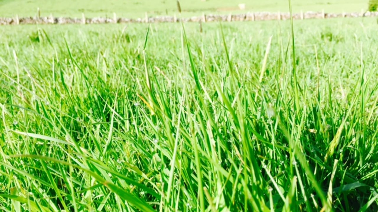 Grass advice: Building grass for the autumn well under way