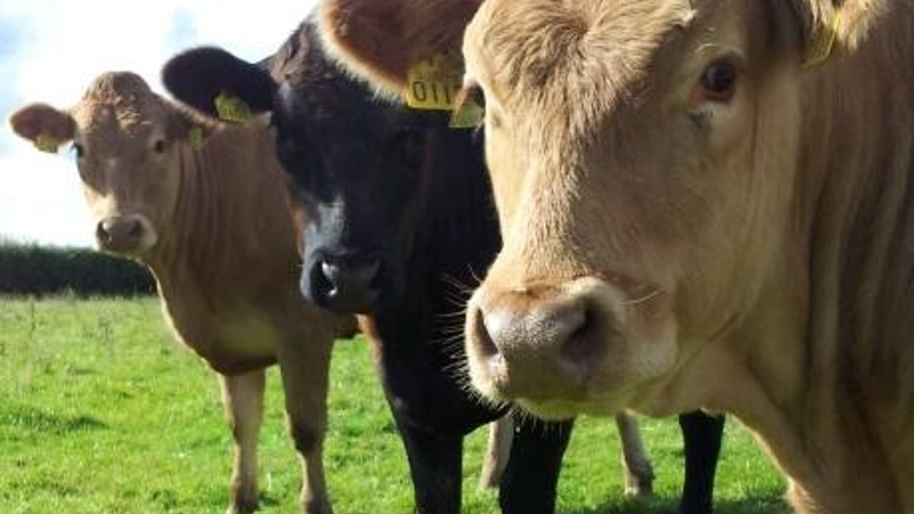 What the new beef producer groups may look like