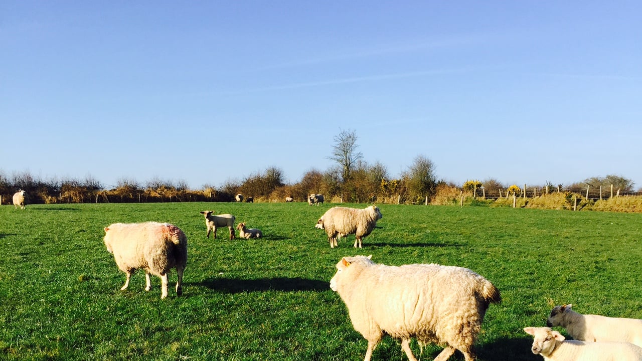 'Three key metabolic diseases sheep farmers should look out for in their flocks'