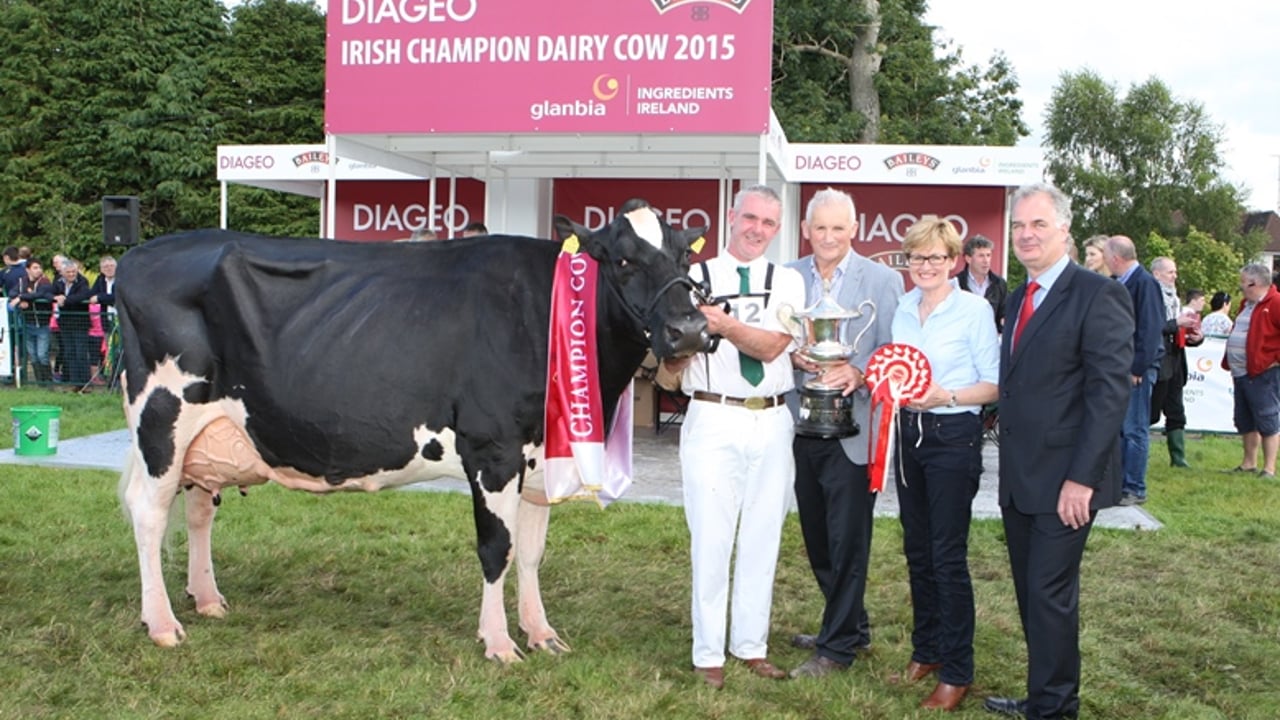 The Diageo: Baileys’ Dairy Cow of the Year for 2015