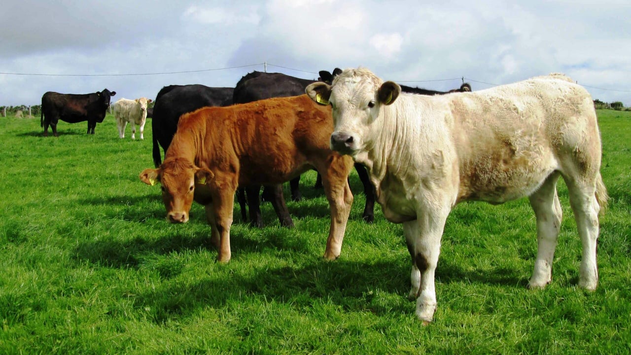'Brussels bail-out package cannot be exclusively for dairy farmers'