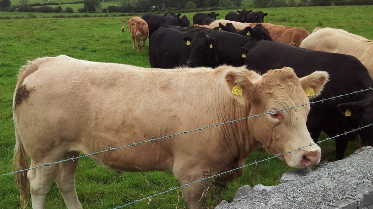 Relief as rescue services save bullock from River Bann