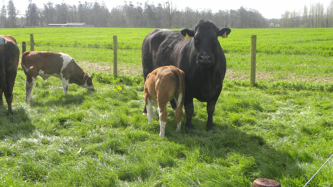 ICBF changes replacement index - more emphasis on milk and fertility