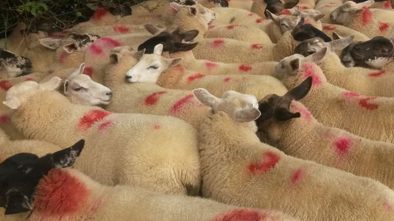 Supply and demand issues on the Continent to blame for low lamb price - Factories