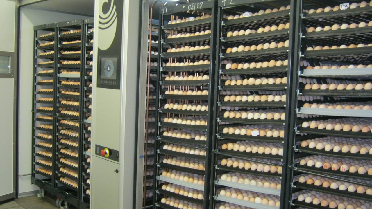 First eggs being loaded into Moy Park’s new incubators.