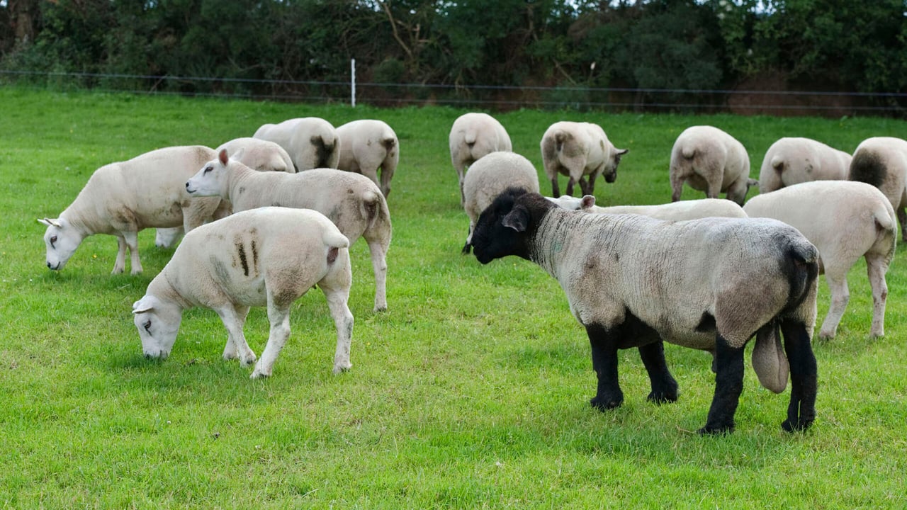 Breeding choices - Does it pay to keep five-star rams?