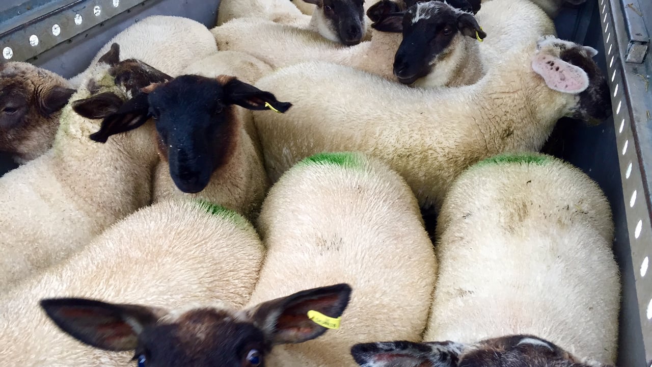 Sheep trade: Concerns raised at 'unworkable interpretation' of the Clean Livestock Policy