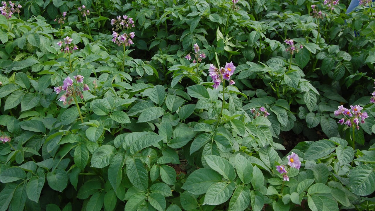 Soluble source of calcium needed for growing potato crops