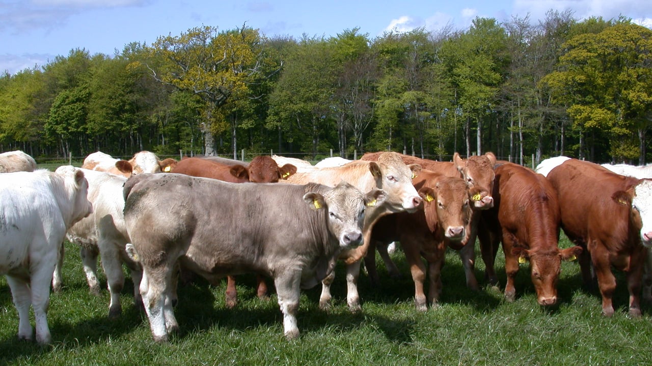 Weanlings being sought for Turkey