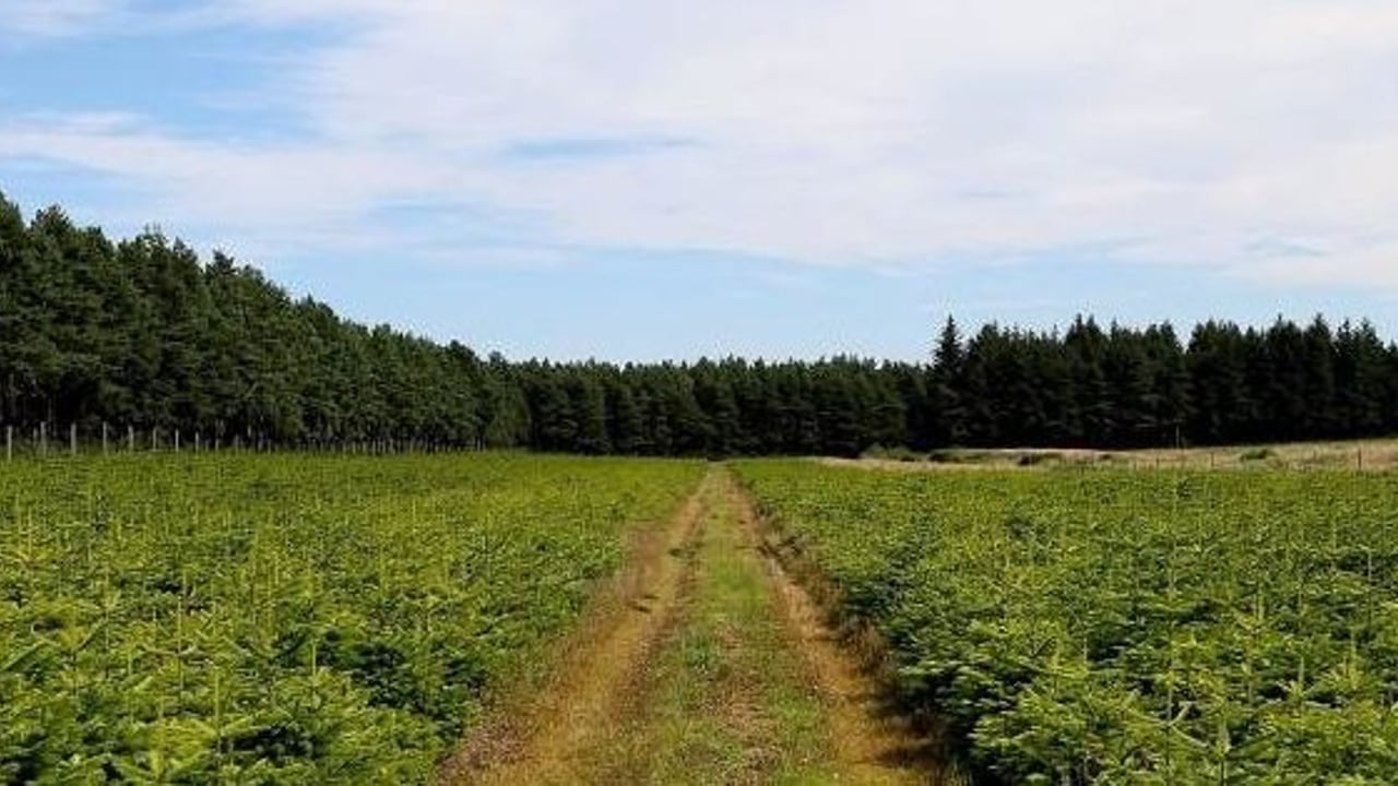 Love Christmas? Here's your chance to buy a Christmas tree farm
