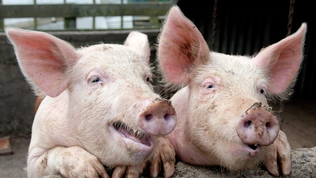 Man charged after 1,250 pigs found dead on Canadian farm