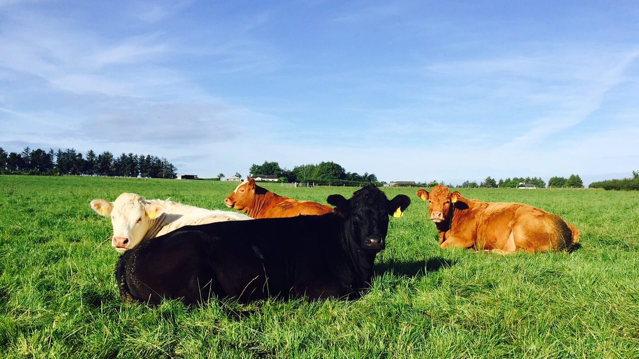 Approval of Bord Bia's marketing claims will 'boost Irish beef exports to the US'