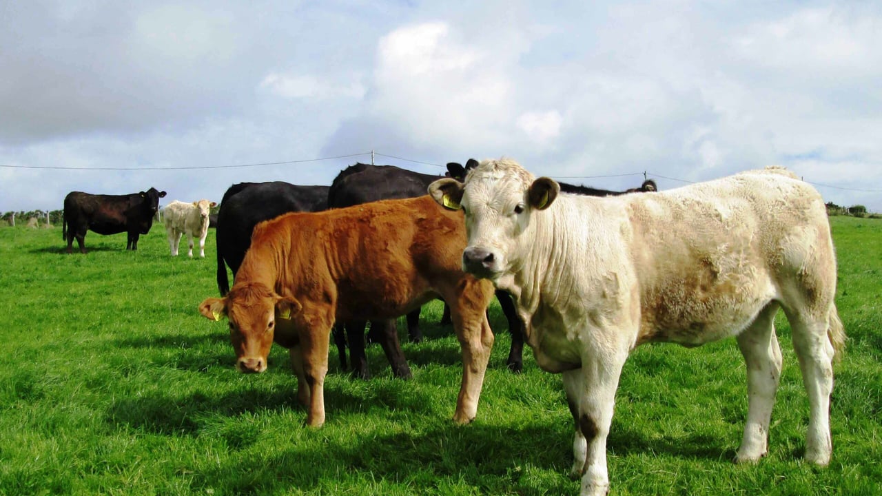 'Eating less meat might not lower greenhouse gas emissions'
