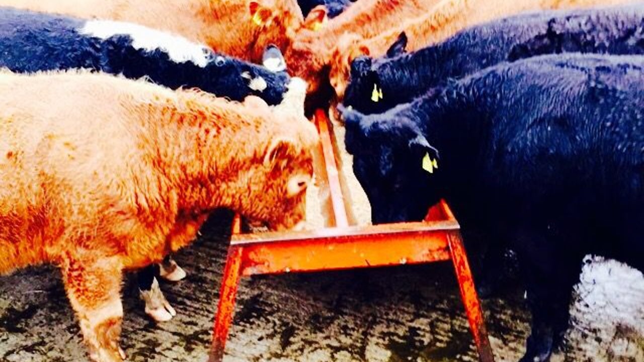 Feed prices must fall to reflect falling ingredient prices - IFA