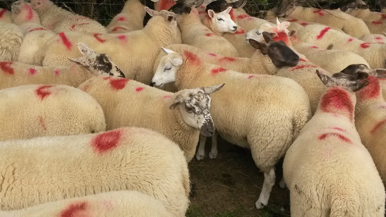 Little joy for Easter lamb producers