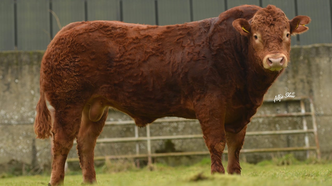 ICBF announces details of 20 new Gene Ireland bulls
