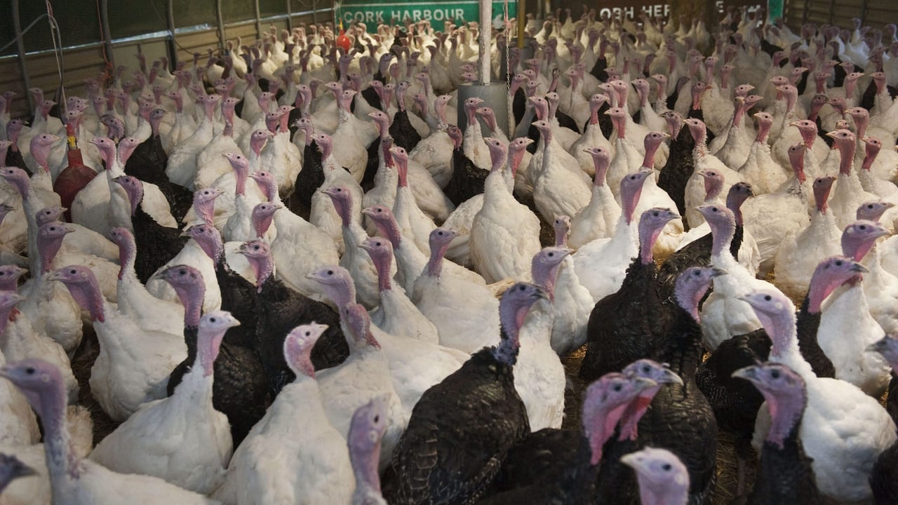 Turkeys. Photo O'Gorman Photography
