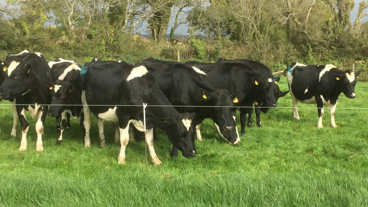 Heavy rain leads to deterioration in grazing conditions
