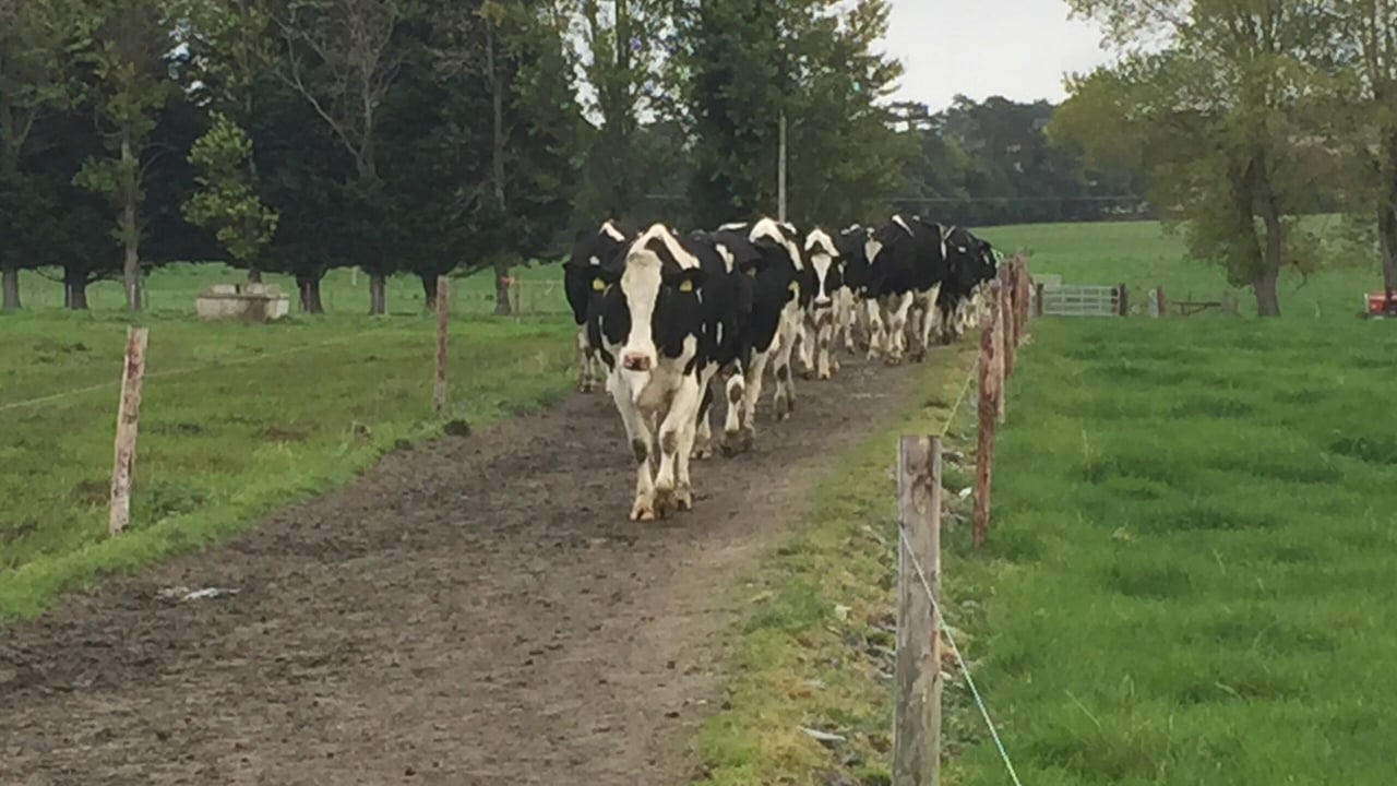 Milk production continued to climb in August