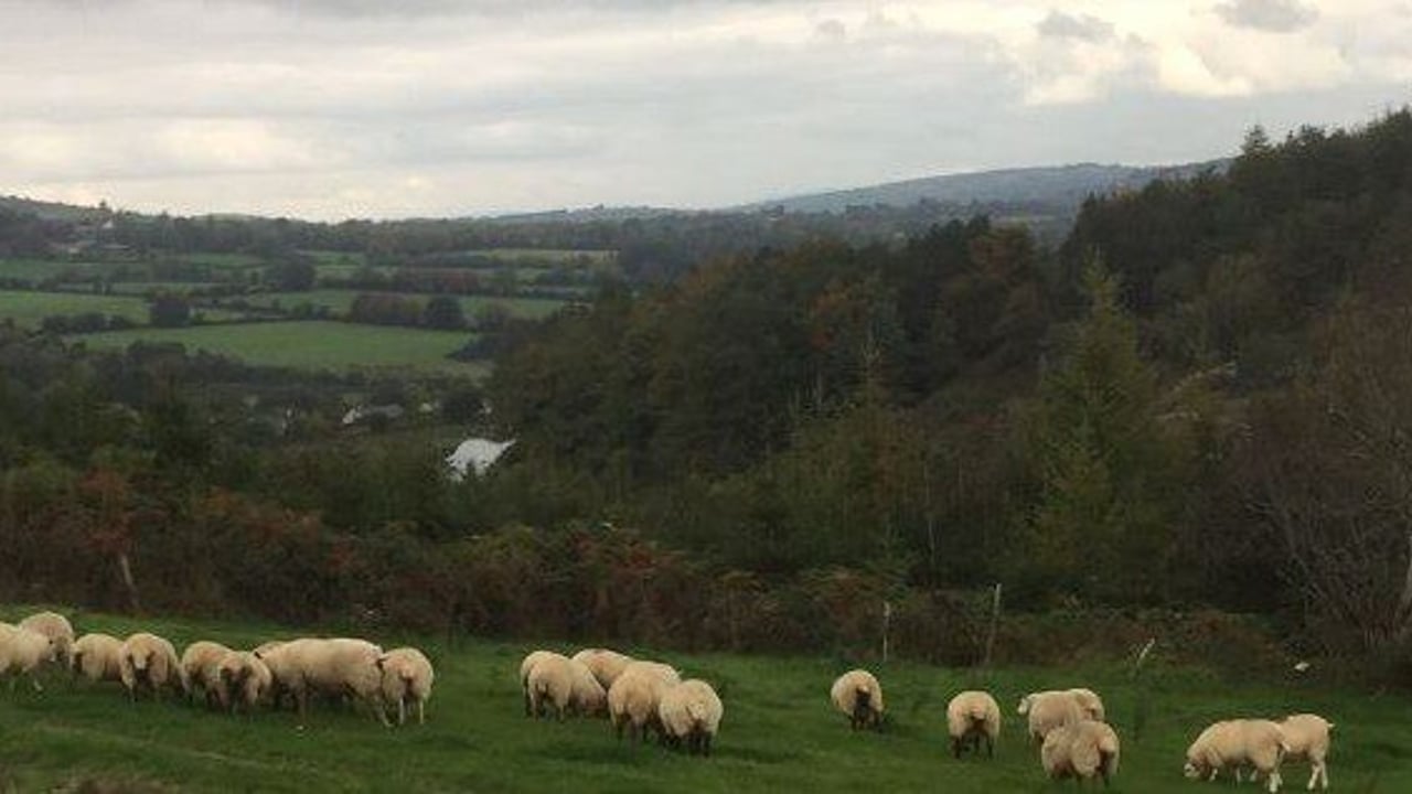 Reduced supplies of spring lamb keeps trade steady - Base Quotes 450-460c/kg