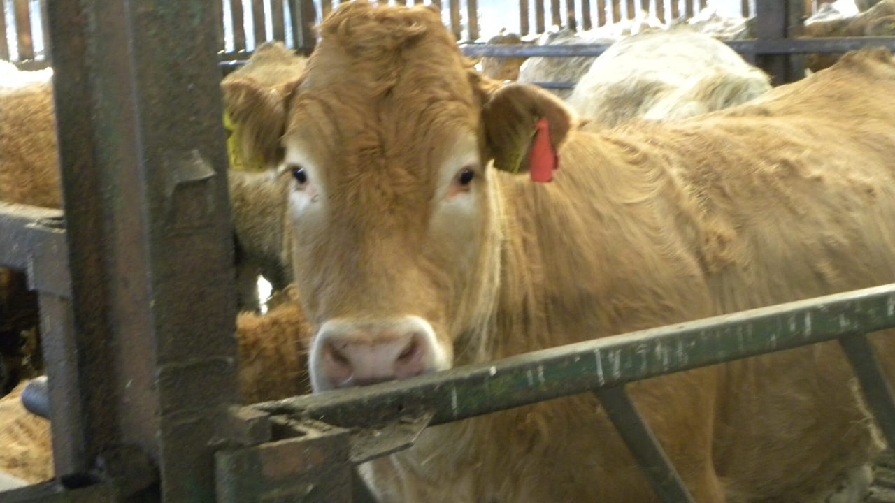 Irish live cattle exports to Britain drop by 50% in 2015 - Minister Coveney