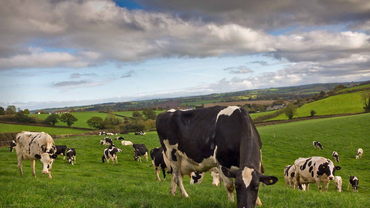 Autumn grazing: Are you on track to reach your AFC targets?