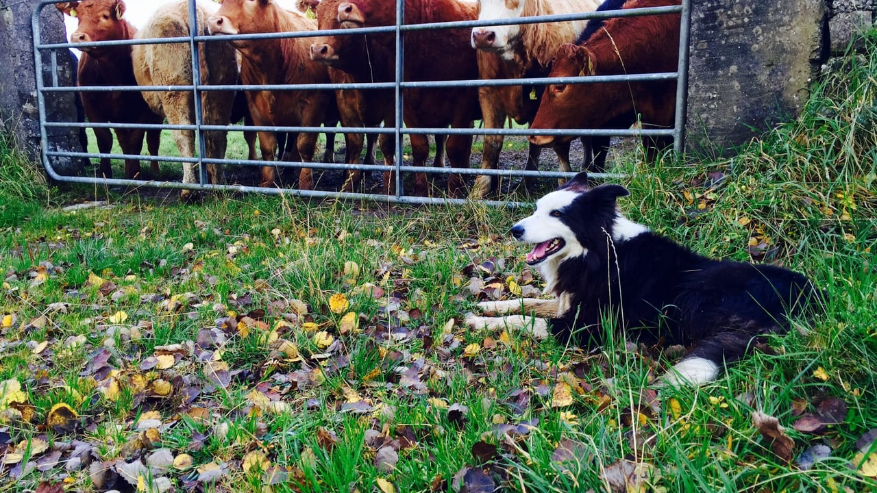 You've one week left to micro-chip and register your dog