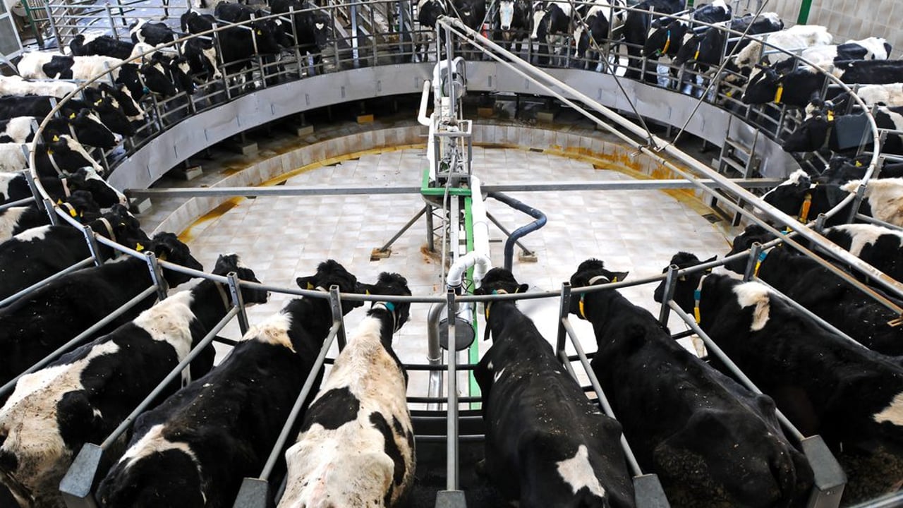 Australia's largest dairy farm with 17,800 cows sells for $250m