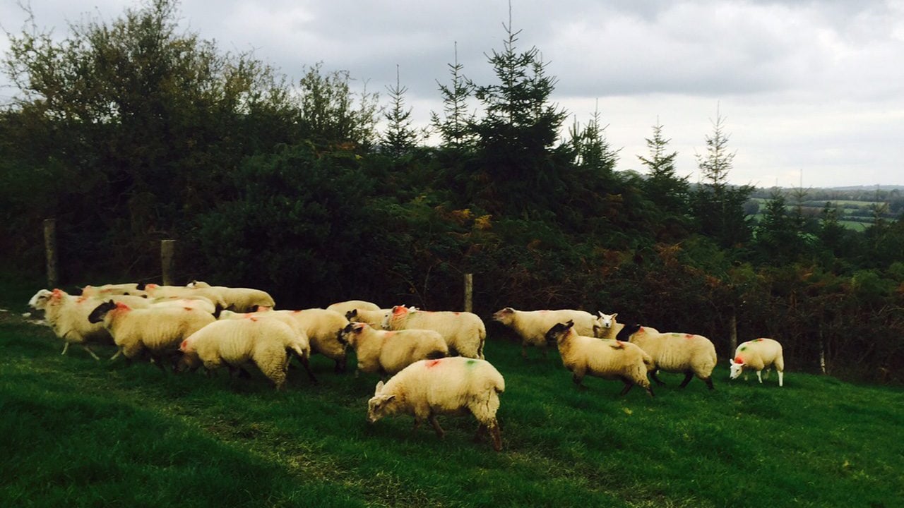 Kiwi lamb exports set to fall further than first expected