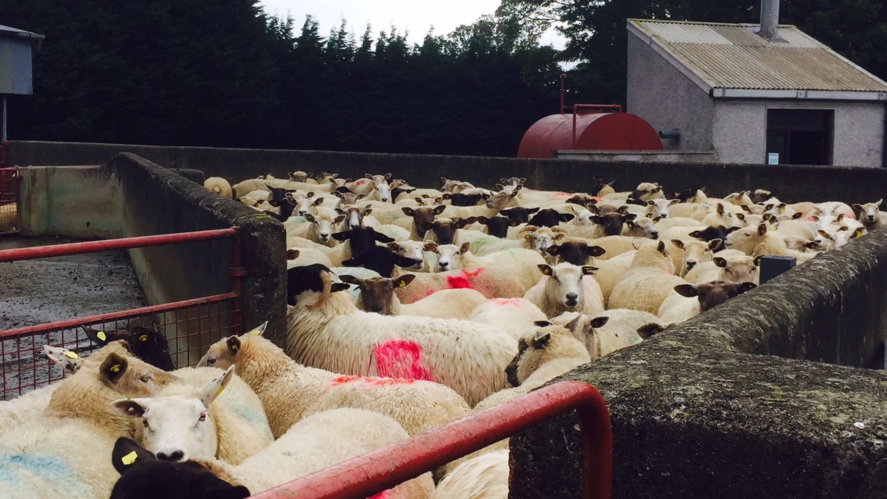 Department warns of high liver fluke risk after heavy rain fall