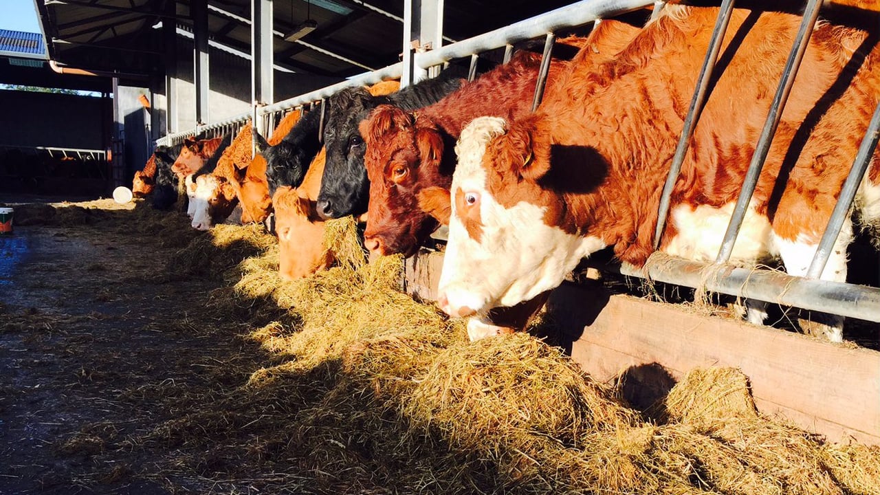 What causes abortion in beef cows and heifers?