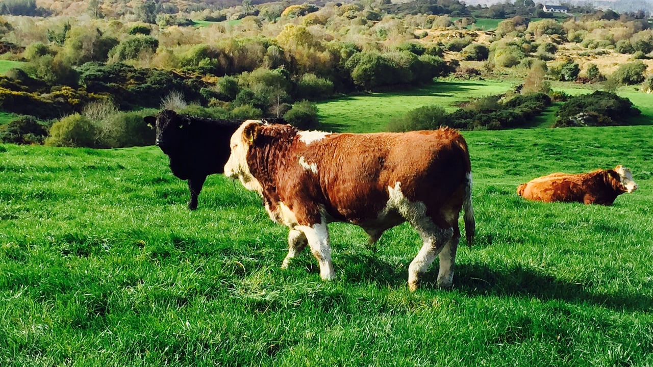 Weanling Marts - Farmer and exporter demand drives weanling bull prices