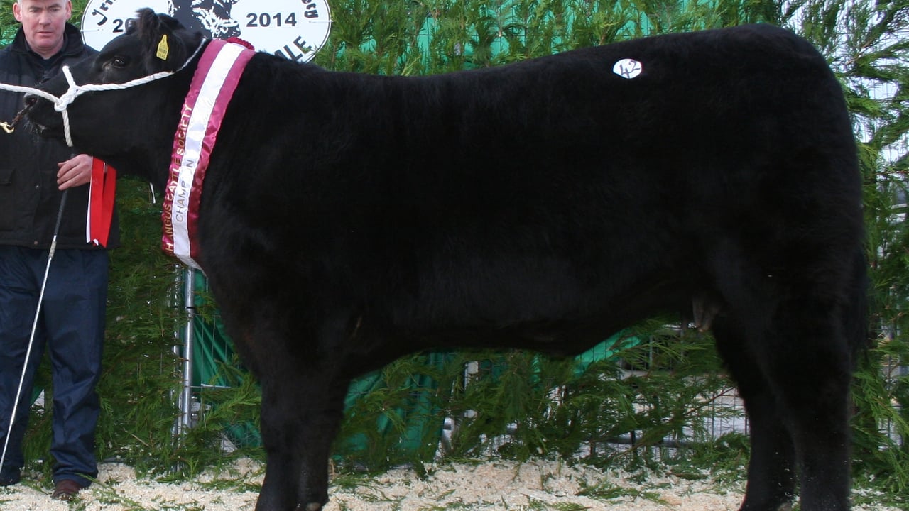 2014 female champion - Gallaway Joan, sold €6,100