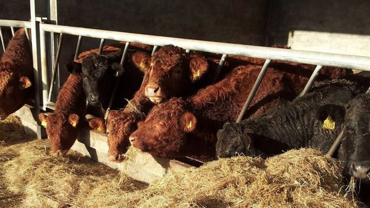 Teagasc advice on feeding weanlings and store cattle this winter