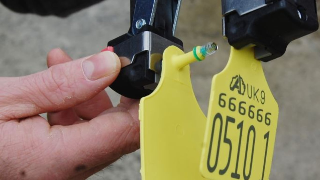 Failure to tag cattle leads to court conviction for one farmer