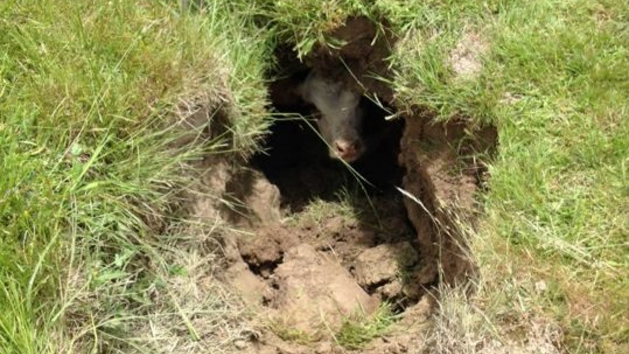 Pics: Calf has lucky escape after fall into a water course