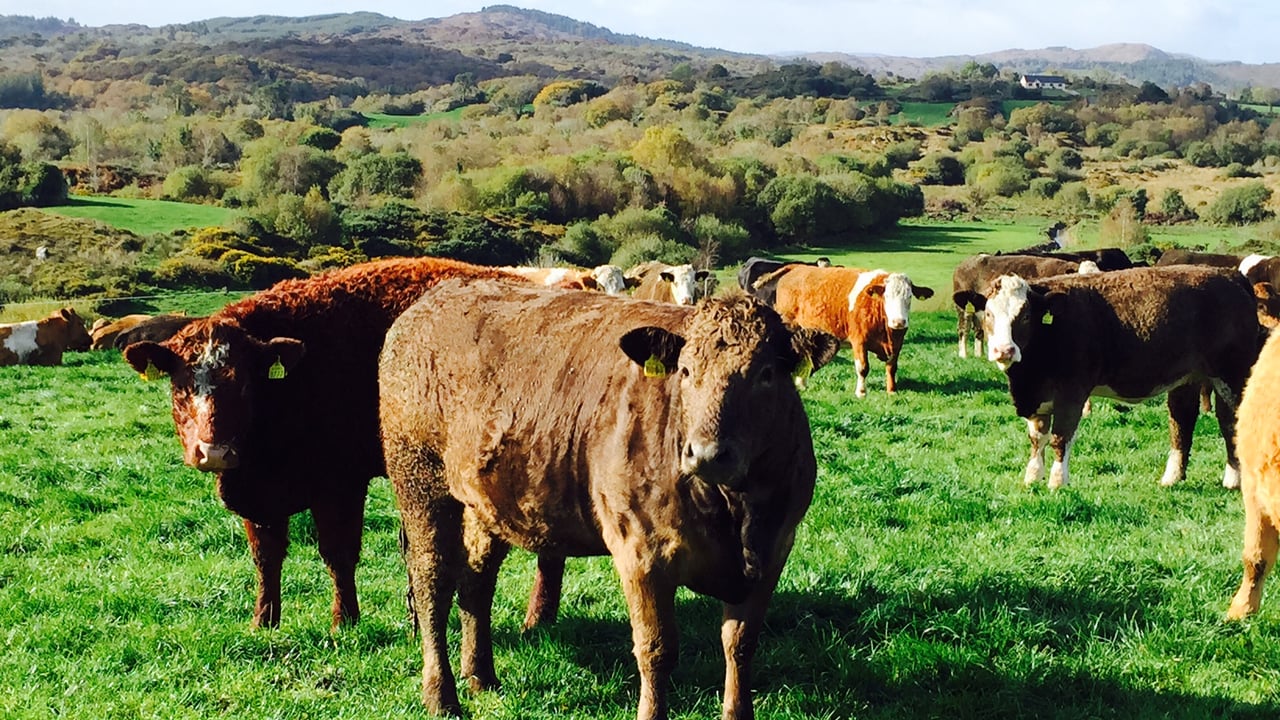 Top tips on breeding your own suckler replacement heifers - Teagasc