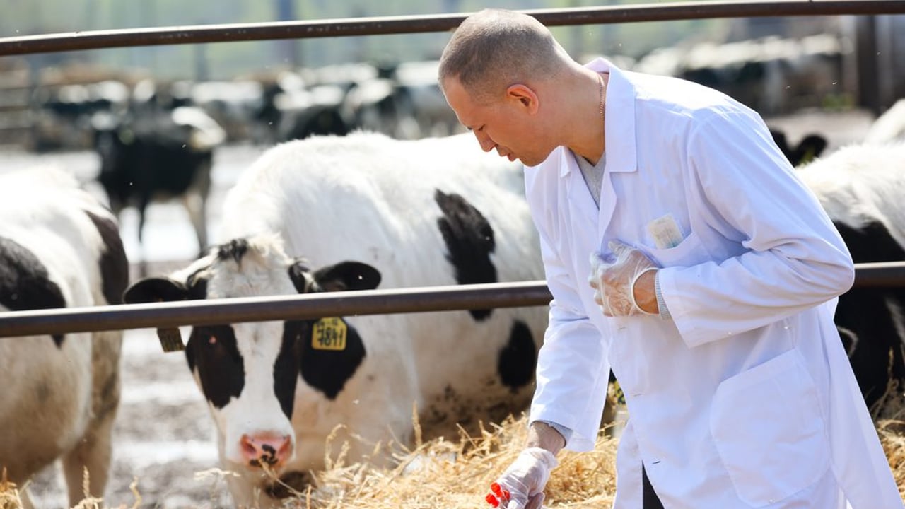 Vet action forces factories to operate on half-capacity