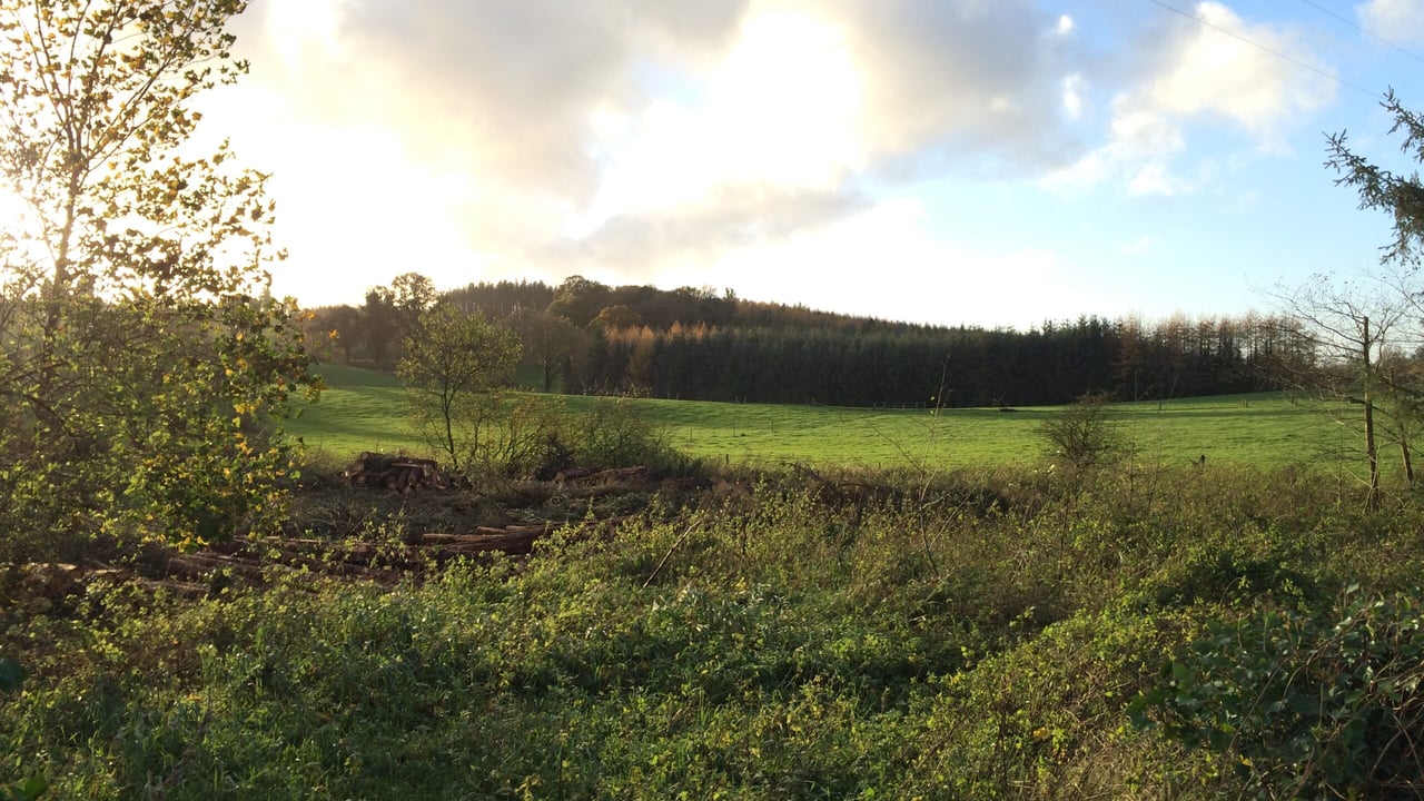 Forestry needs 'NAMA-style' rescue plan - farm organisation