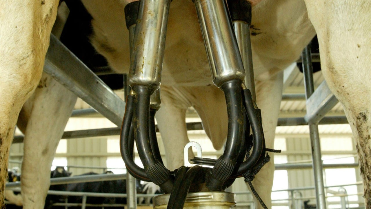 Cluster on Udder.  Photo O'Gorman Photography