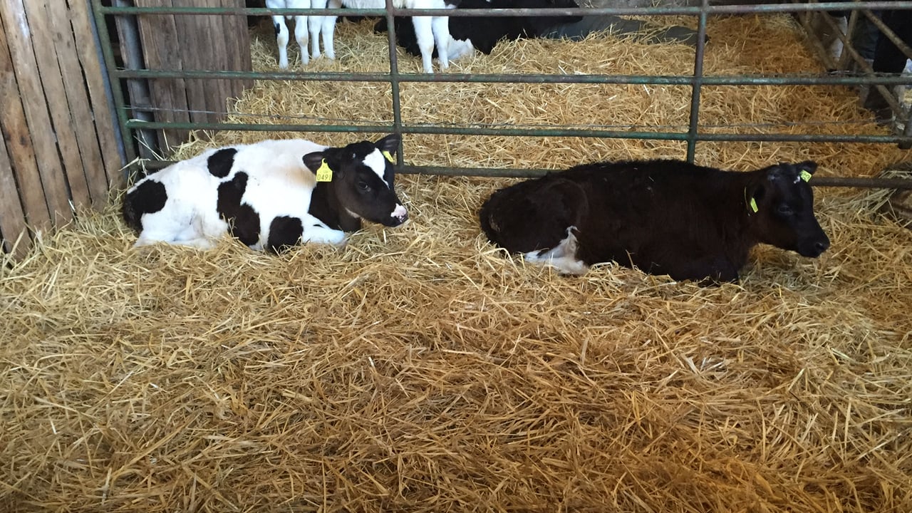 'Cryptosporidia is the number one cause of calf scour in Ireland'