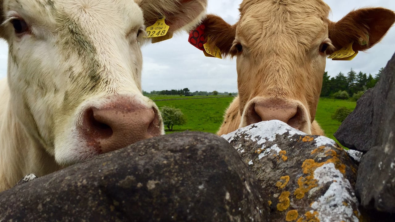 Beef cattle supplies show slight signs of tightening as kill falls below 30,000 head