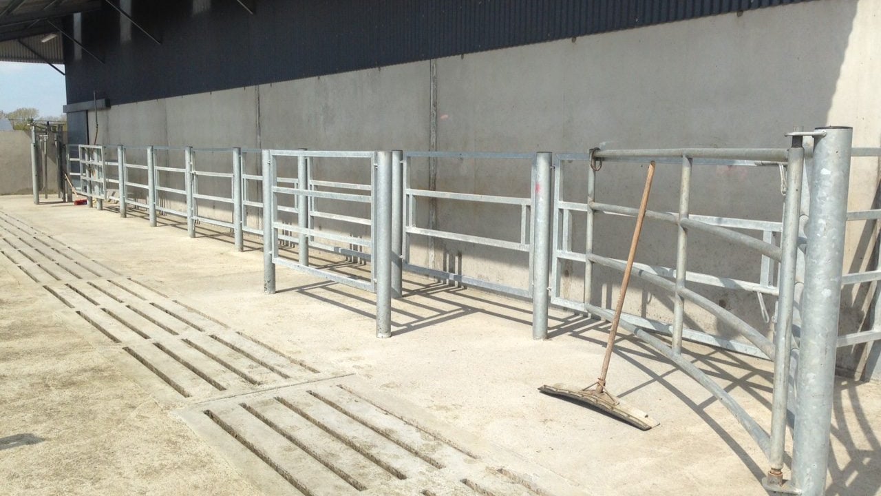 Equal use of bulls across herd a 'critical element' in breeding - ICBF