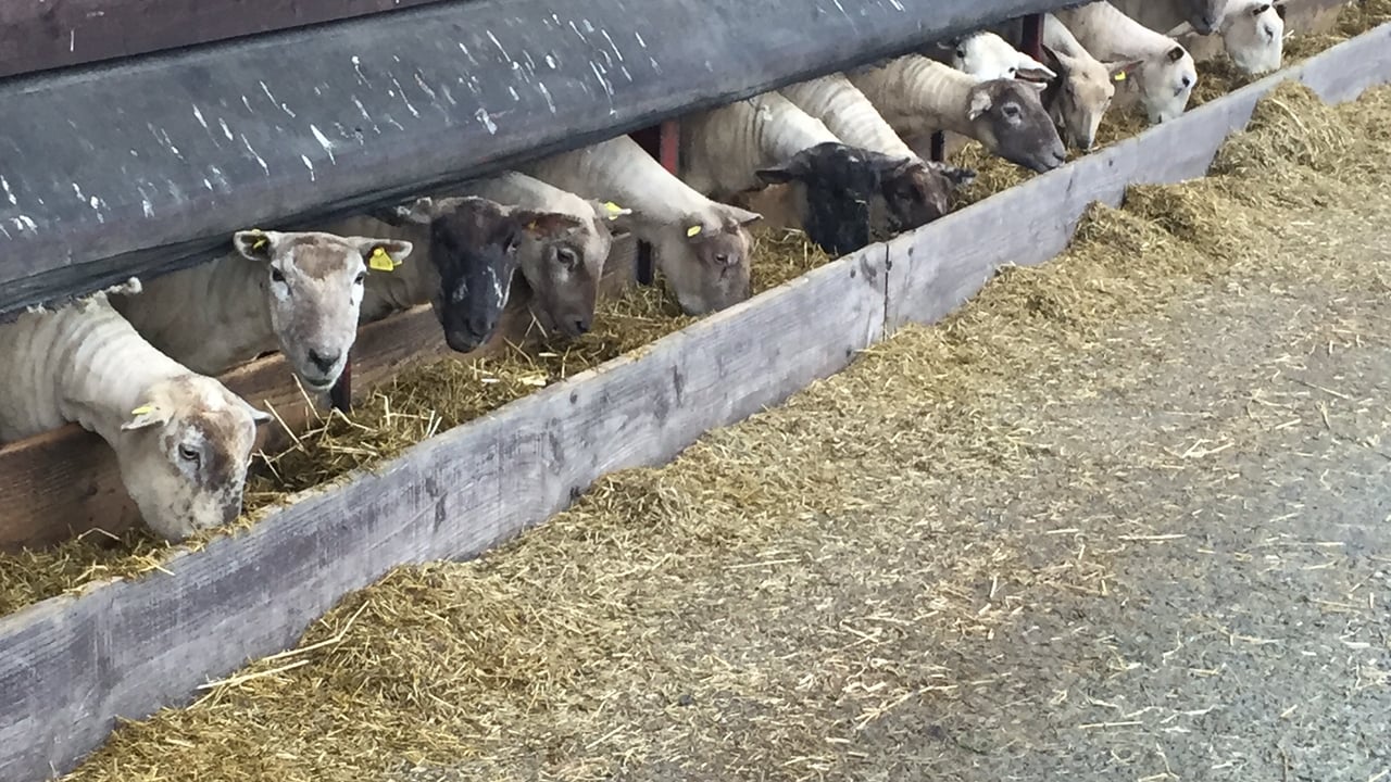 'Sheep farmers need to rethink dosing strategies as resistance is growing'