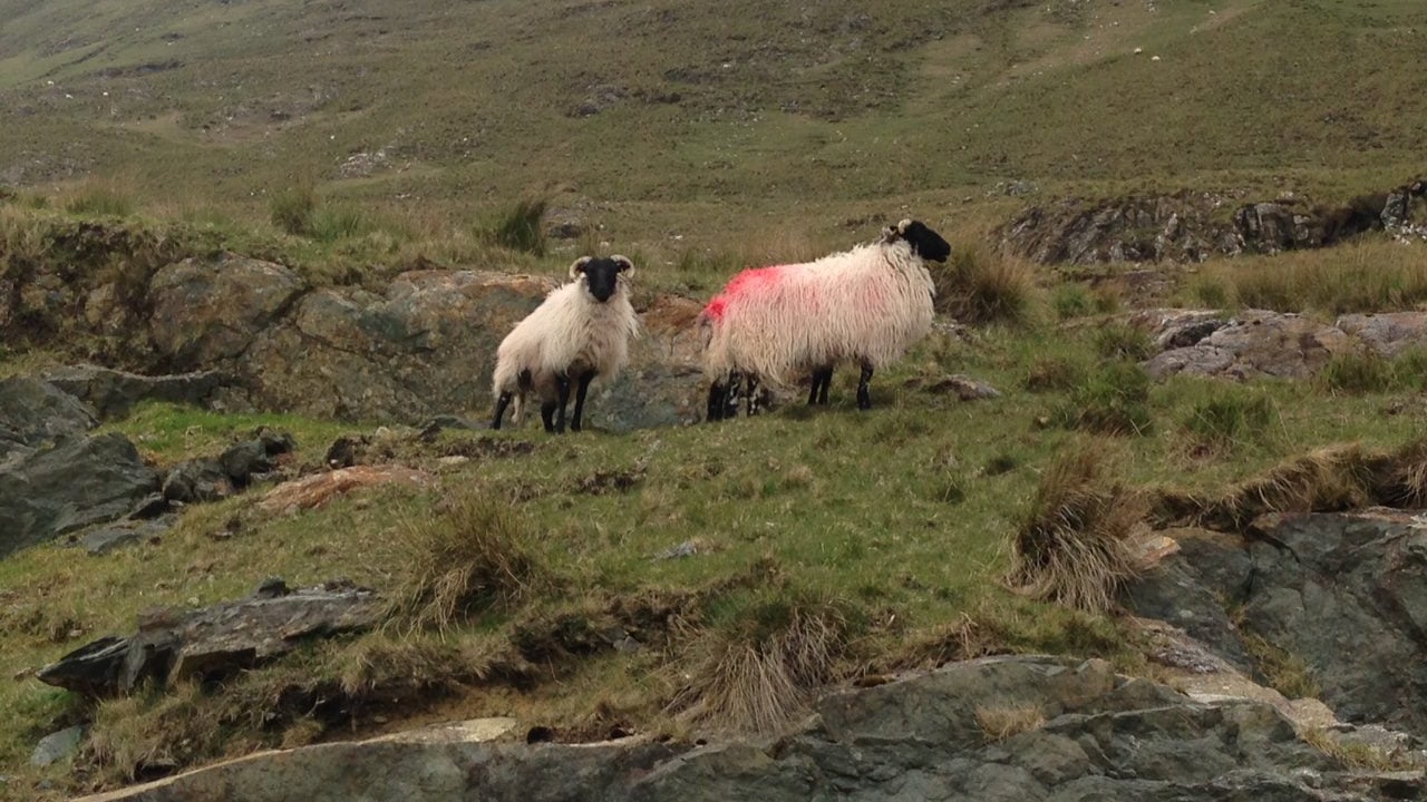 Renewed calls for top-up for hill ewes under proposed Sheep Scheme