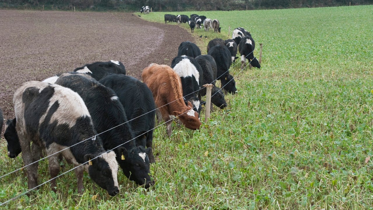 Friesian weanlings are pictured strip grazing a crop of kale. Photo O'Gorman Photography.