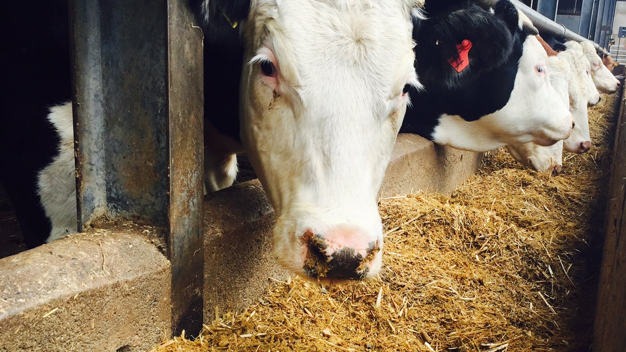 DAERA announces brucellosis compensation rates for February