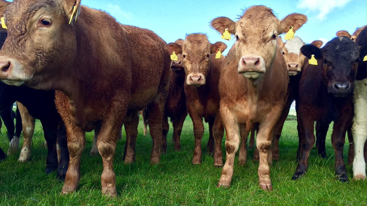 'Live export trade to Egypt moves a step closer to resuming'