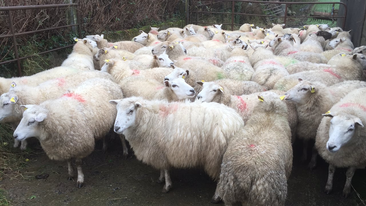 Are lame sheep a problem on your farm? Maybe it's because of genetics