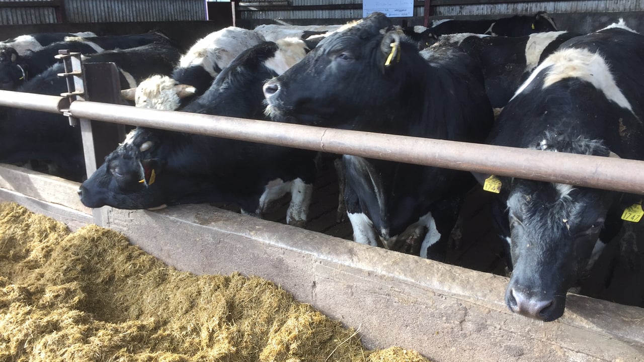 Irish cattle are too expensive for Egyptian buyers - Bord Bia